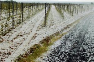 A pochi giorni dall’inizio della vendemmia, è allarme grandine tra i filari del Belpaese A pochi giorni dall’inizio della vendemmia, è allarme grandine tra i filari del Belpaese
