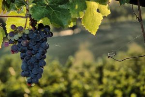 Italy: the bulk wine market is on standby (waiting for rebates)