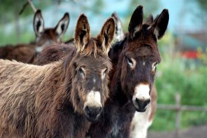 Latte di Asina, Asilat-Ailandia