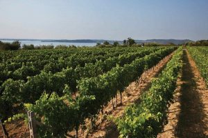 Il fenomeno Lugana, che attira gli investimenti delle griffe venete e si scopre protagonista in Usa