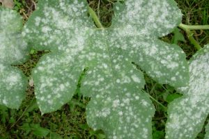 In Francia l&rsquo;Inra svela quattro variet&agrave; resistenti alle malattie: Araban, Floreal, Voltis e Vidoc