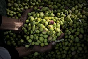 Un&rsquo;eccellenza da salvare: serve un aumento del 25% degli ulivi piantati, per Coldiretti e Unaprol