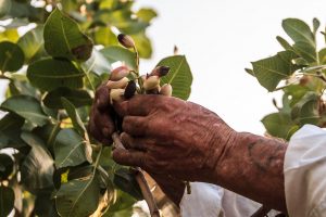 Pistacchi di Bronte