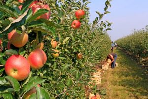 Al via la &ldquo;vendemmia&rdquo; delle mele: le stime registrano un recupero sul 2017