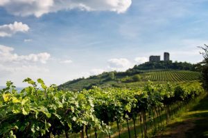 Gavi, Verdicchio e Soave: compleanni, incontri e degustazioni per le tre denominazioni bianchiste