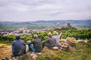 Immersi nel fascino dei territori del vino italiano in vendemmia, ecco gli eventi da non perdere