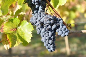 Si chiama Vitis vinifera Mgaloblishvili, arriva dalla Georgia, e resiste alla peronospora