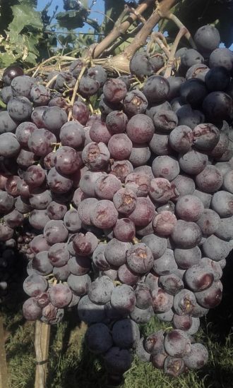 Gli effetti del maltempo sui vigneti in Puglia