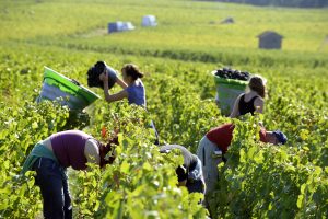 Un podcast per diffondere diritti e cultura dello Champagne tra i vendemmiatori stagionali Un podcast per diffondere diritti e cultura dello Champagne tra i vendemmiatori stagionali