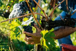 Il Chianti, la più grande denominazione d’Italia, aspetta la vendemmia, verso gli 800.000 ettolitri