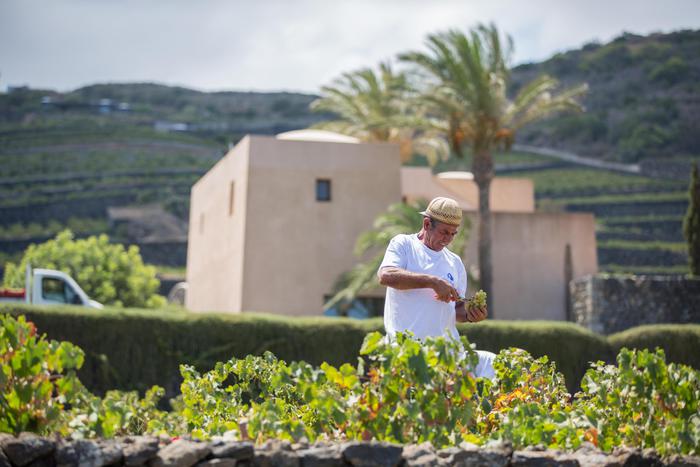 A Pantelleria viti sono ad alberello: restano basse a protezione dai venti che infieriscono sull’isola