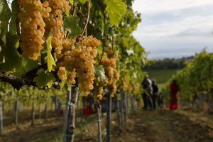 Grape harvest predictions are criticized, but reliable