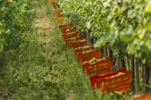 La vendemmia incombe, ma la burocrazia frena le assunzioni di stranieri per la raccolta La vendemmia incombe, ma la burocrazia frena le assunzioni di stranieri per la raccolta