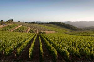 Harvest and market. First estimates: 46-49 million hectoliters. Sales: less volume, more value