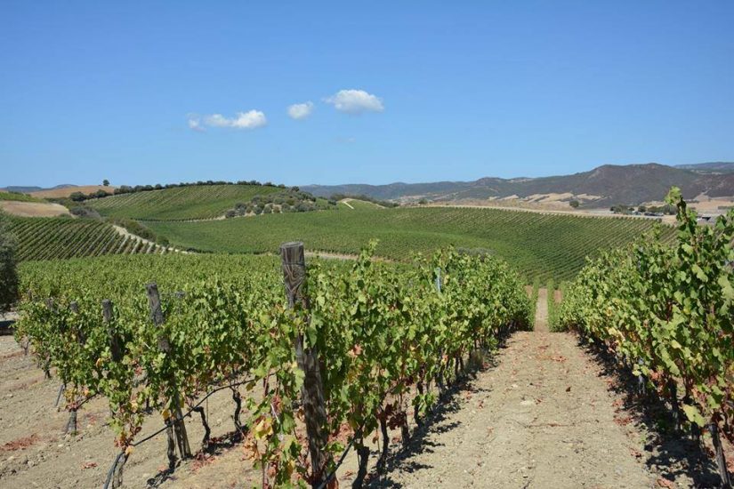 Cantina Valpolicella Negrar, at the top of Italian cooperation ...