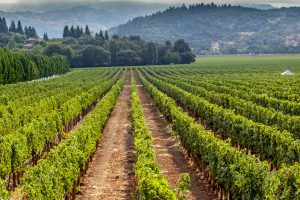 Sono 12.469 le aziende enoiche in Usa: guida la California con 4.841 cantine, ma non &egrave; sola