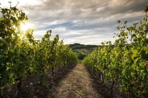 Le Marche del vino puntano sulla sostenibilità certificata per tutta la filiera regionale