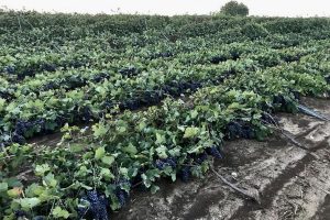 Tra siccit&agrave; e forti alluvioni, in Puglia i vignaioli temono per i loro Negroamaro e Primitivo