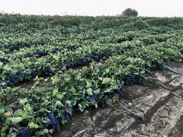 Gli effetti del maltempo sui vigneti in Puglia