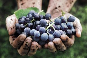 Oiv: 454,000 hectares of vineyards worldwide converted to organic management