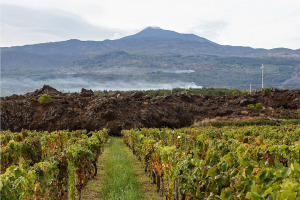 I Quaderni di WineNews - L'Etna