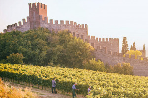 I Quaderni di WineNews - Il Soave