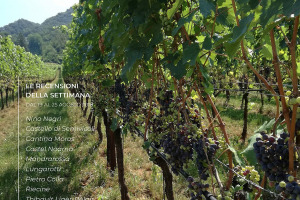 I Vini di WineNews - N. 11