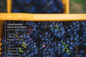 I Vini di WineNews - N. 12