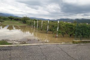 Allarme pioggia tra i filari della Valpolicella, ma per il Consorzio la vendemmia non &egrave; compromessa
