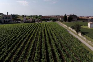 Esaltare i profumi del terroir per celebrare vino e vendemmia: da Guido Berlucchi, in Franciacorta Esaltare i profumi del terroir per celebrare vino e vendemmia: da Guido Berlucchi, in Franciacorta