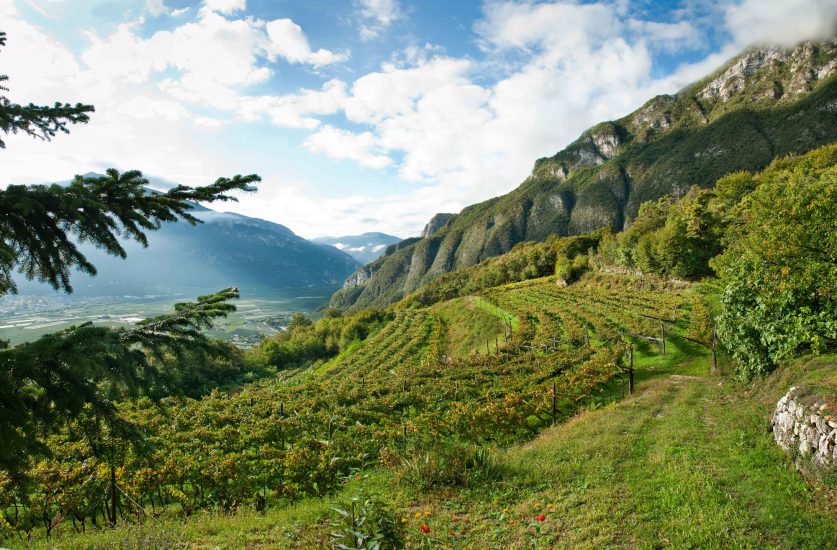 Cantina Ferrari, vigneti di Tenuta Margon