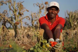 Osservatorio Agromafie: nuovo progetto “Lavoro stagionale-dignità e legalità” contro il caporalato Osservatorio Agromafie: nuovo progetto “Lavoro stagionale-dignità e legalità” contro il caporalato
