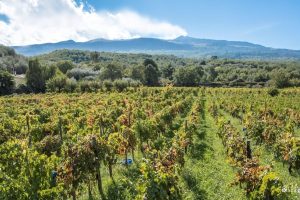 Nasce l&rsquo;&ldquo;alleanza&rdquo; dell&rsquo;Etna, stretta dai sindaci dei Comuni del vulcano, di fronte ai produttori