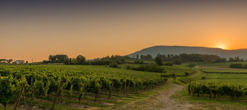 Franciacorta, Credits: Fabio Cattabiani