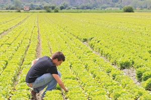 Sempre più imprese in agricoltura, giù ristorazione e alloggio: i dati del Ministero dell’Economia