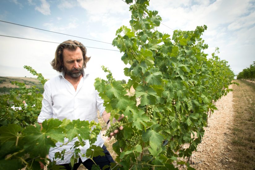 Massimo Gianolli tra i vigneti di Collina dei Ciliegi