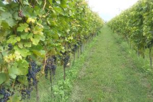 San Michele all’Adige: 234 varietà di vite allo studio, 13 puntano al Registro Nazionale