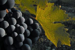 “Il clima cambia, ma ci sono tanti strumenti, tra tecnologia e genetica, per gestire la vigna”
