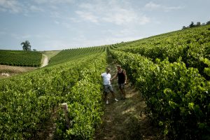 Tedeschi e Università di Verona: così in Valpolicella varietà e territorio “fanno” l’aroma dei vini