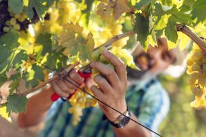 Complessa, ma positiva: la vendemmia 2018 “bio” in Italia dal Merano Wine Festival