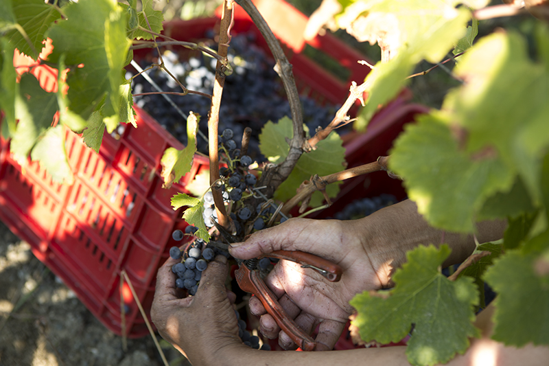 Via alla vendemmia in tutta Italia
