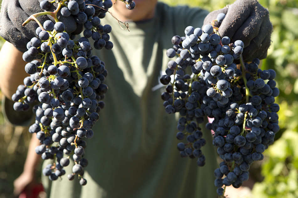 Via alla vendemmia in tutta Italia