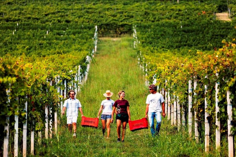 Via alla vendemmia in tutta Italia