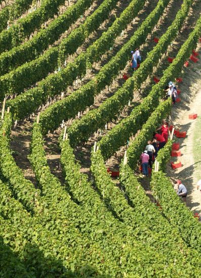 Via alla vendemmia in tutta Italia