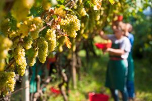 Più abbondante del 2017, più tardiva, complessa ma promettente: la vendemmia dei bianchi 2018 Più abbondante del 2017, più tardiva, complessa ma promettente: la vendemmia dei bianchi 2018