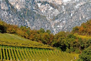 Le sette tendenze del vino globale protagoniste del 2019 secondo Bloomberg