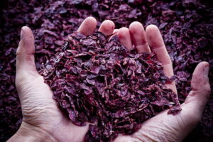 Da scarto a superfood: la vinaccia è base di 27 brevetti nel solo 2023. Usa e Cina le avanguardie