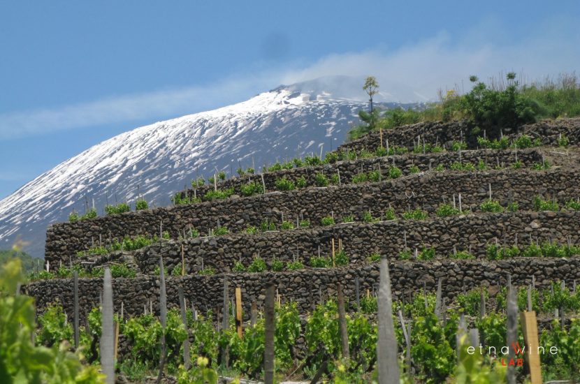 I vigneti alle pendici dell’Etna, in Sicilia