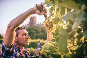 A “lezione” nel Soave per imparare a gestire i territori agricoli Patrimonio dell’Umanità A “lezione” nel Soave per imparare a gestire i territori agricoli Patrimonio dell’Umanità