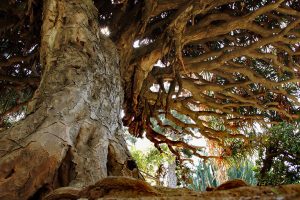 The Palermo Botanical Garden is the new “home” of Sicily’s native vines